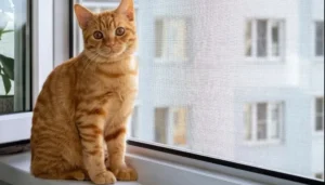 Kedi Sinekliği Patili Dostlarınız İçin Tam Güvenlik Rehberi