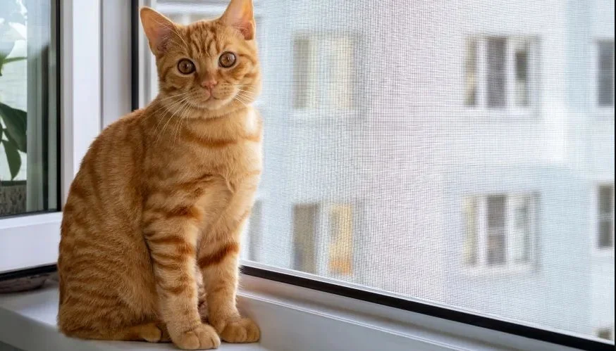 Kedi Sinekliği: Patili Dostlarınız İçin Tam Güvenlik Rehberi